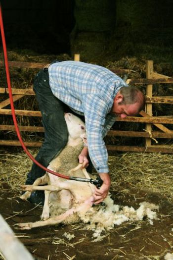 001-Ohrenkuss-Farrenau.jpg