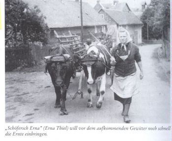 1951-Ernte mit Erna Thiel.jpg