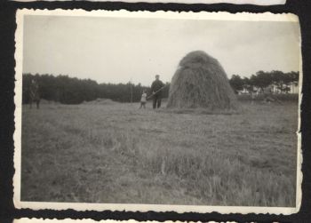 Ernte in der Dell-um 1953.jpg
