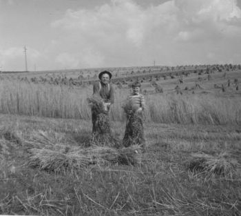 033-Feldarbeit um 1961.jpg