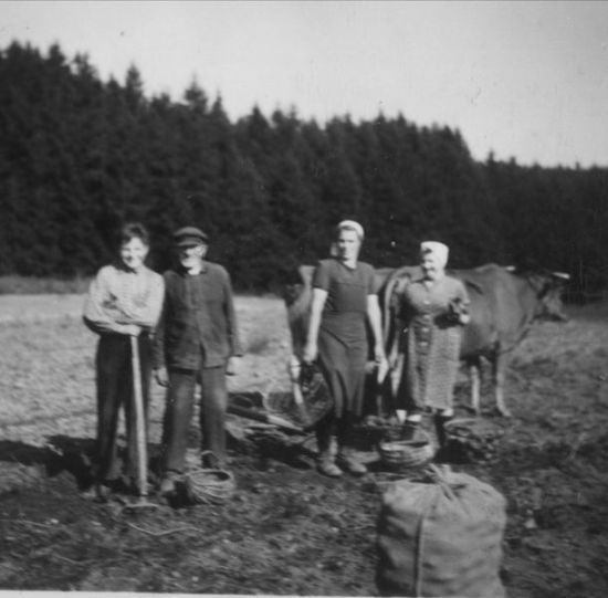 031-Kartoffelernte-1952.jpg