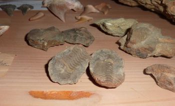 1011-Mineraliensammlung-Schrank.jpg