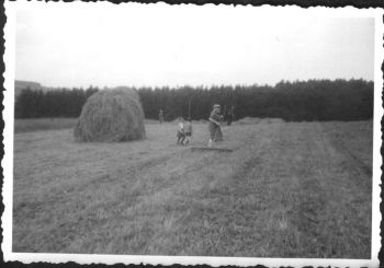 1960-Landwirtschaft-e.jpg