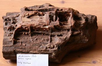 4006-Versteinertes-Holz-Fundort-Lybien-Sammlung-Wentland.jpg