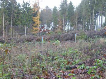 007-Waldbegang_Nov-2009.jpg