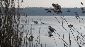 011-2018-02-Wanderung-Februar-Dreifelderweiher.jpg