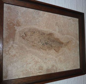 4004a-Versteinerter Fisch-Fundort-Suedfrankreich .jpg