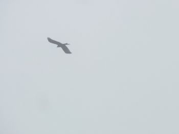007-2012-03-01-Reinigung-Nistkaesten.JPG