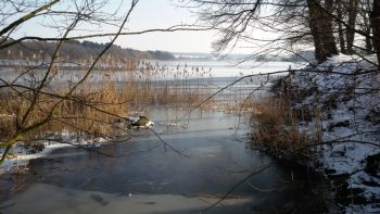 002-2018-02-Wanderung-Februar-Dreifelderweiher.jpg