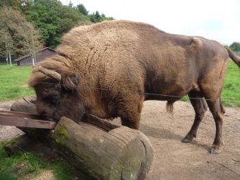 01-Wisent.JPG