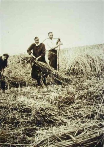 001-Muehsame-Ernte.jpg