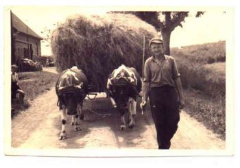 011-Muehsame-Ernte.jpg